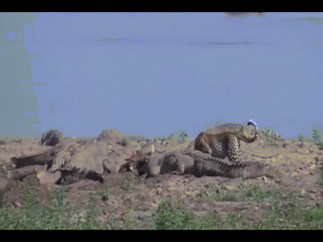 Video: Báo đốm liều lĩnh trộm thức ăn của đàn cá sấu