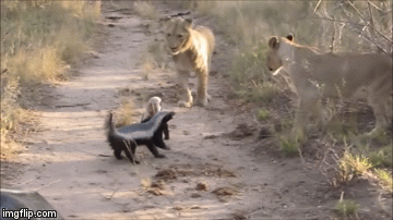 Video: Lửng mật hung dữ quyết xông tới dọa đàn sư tử lùi bước