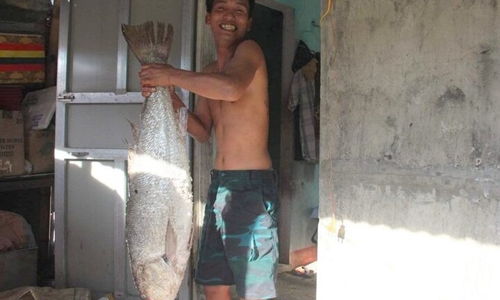 Quảng Trị: Bắt được cá nghi sủ vàng khủng nặng 12 kg, dài hơn 1 mét