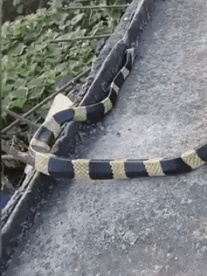 Video: Rùng mình cảnh bắt rắn cạp nong cực độc bằng cán chổi