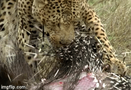 Video: Làm thịt nhím, báo hoa mai khổ sở vì bị gai đâm khắp người