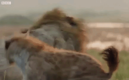 Video: Lạc vào lãnh địa của địch, chúa sơn lâm bị 20 con linh cẩu cắn xé