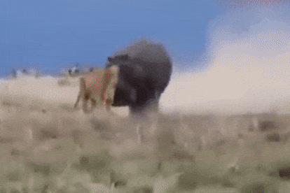 Video: Hà mã nổi cơn thịnh nộ cắn nát đầu chúa tể sơn lâm