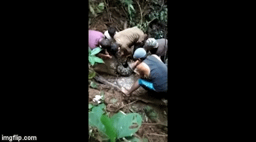 Video: Rùng rợn cảnh bắt trăn khổng lồ trong rừng ở Indonesia