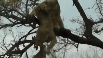 Video: Sư tử nhảy cao 3 mét cướp xác linh dương từ đồng loại trên cây