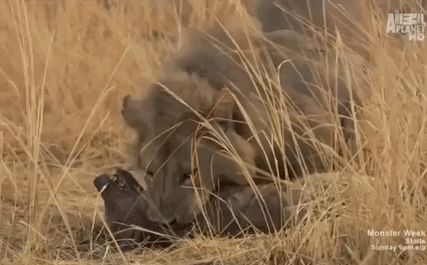 Video: Bị sư tử 3 lần điên cuồng tấn công, linh cẩu mất một chân vẫn sống sót kiên cường