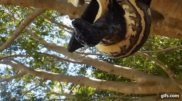 Video: Trăn siết chết, ăn thịt dơi trong sân nhà dân