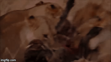 Video: Lợn rừng bị sư tử hạ sát, làm thịt trong chớp mắt