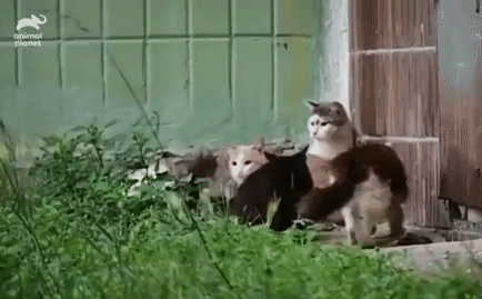 Video: Chuột điên cuồng tấn công khiến cả 