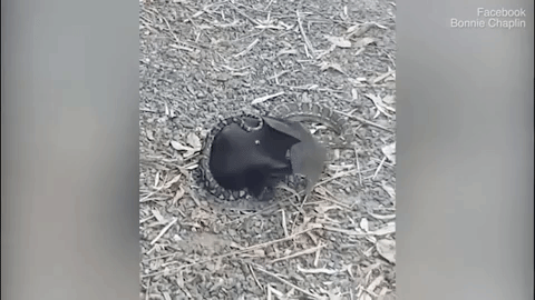 Video: Sởn gai ốc khoảnh khắc trăn đói siết chặt, nuốt chửng dơi khổng lồ