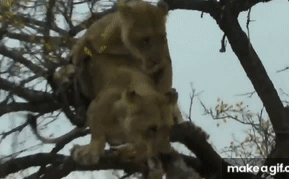 Video: Đã tha mồi lên cây, sư tử vẫn bị đồng loại ham ăn cướp mất ngay trước mắt