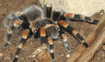 Video: Rợn người chứng kiến nhện tarantula run rẩy lột xác