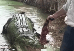 Video: Khiếp vía cảnh người đàn ông dùng miếng thịt nhử cá sấu lên bờ