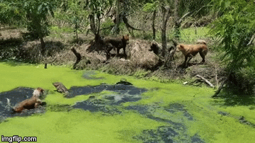 Video: Kỳ đà một mình hỗn chiến với 4 con chó nhà dưới hồ nước