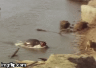 Video: Hà mã hù sư tử chạy “té khói”