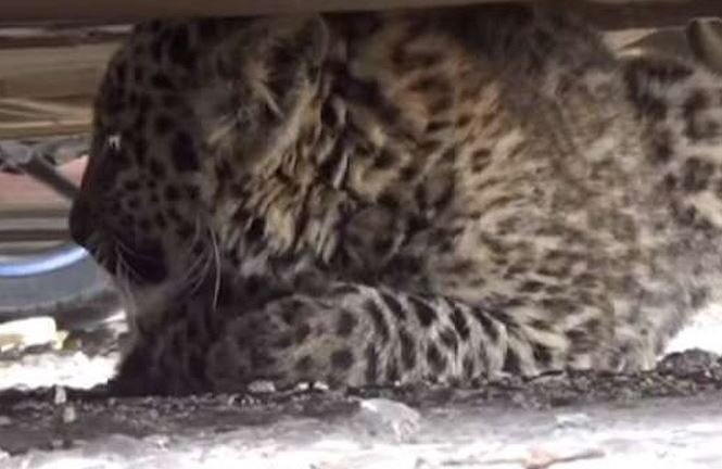 Video: Loay hoay giải cứu báo tuyết khỏi bãi đậu xe