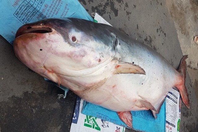 Ngư dân bắt được cá tra dầu dài 2m, nặng hơn 200kg