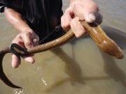 Video: Cao thủ bắt lươn, tóm gọn 60 con trong 60 phút