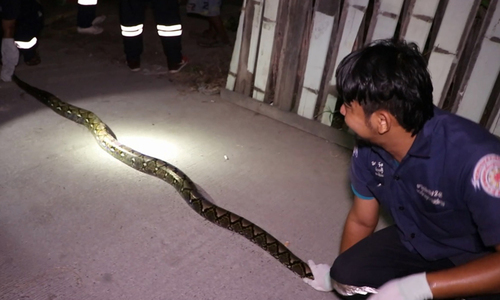 Video: Bắt trăn khủng núp trong nhà dân để bắt trộm mèo