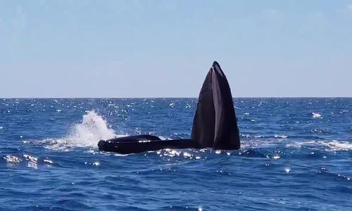 Video: Chỉ cần há miệng, cá voi lưng gù nhàn nhã kiếm hơn 2,5 tấn thức ăn mỗi ngày