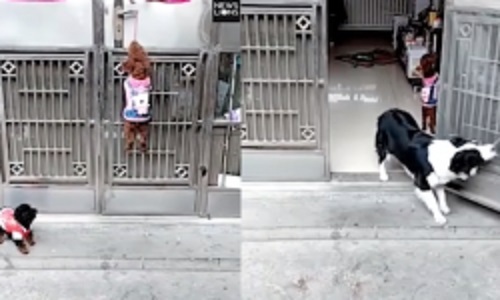 Chú chó thông minh biết mở cửa cho bạn vào nhà 