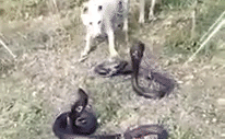 Video: Cặp chó nhà hỗn chiến ác liệt với 2 con rắn hổ mang