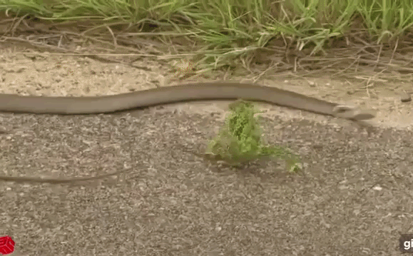 Video: Tắc kè hoa gồng cả tứ chi quyết đấu rắn Mamba đến hơi thở cuối cùng