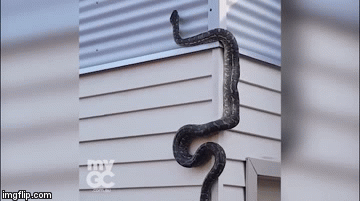 Video: Rợn người cảnh trăn dài 3 mét “đột nhập” nhà dân