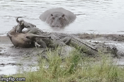 Video: Bị dìm xuống nước, linh dương đầu bò vùng vẫy thoát chết ngoạn mục