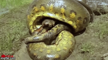 Cuộc chiến sinh tốn: Màn đấu quyết liệt giữa trăn khổng lồ và cá sấu hung dữ