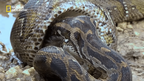 Video: Trăn khổng lồ nuốt chửng cá sấu đầm lầy hung dữ