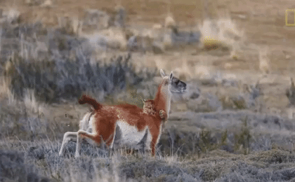 Video: Bị đeo bám, lạc đà đá thẳng mặt báo sư tử rồi bỏ chạy