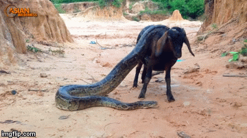 Video: Dê non quằn quại đau đớn vì trăn khổng lồ siết chặt