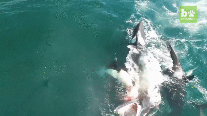 Video: Cá voi sát thủ háu đói hạ gục con mồi trong chớp mắt