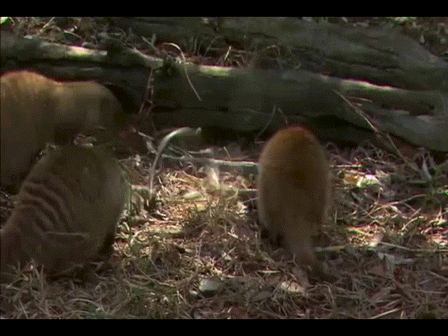 Video: Hổ mang chúa kịch độc bị cầy mangut 