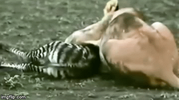 Video: Vừa lọt lòng mẹ, ngựa vằn con đã bị sư tử