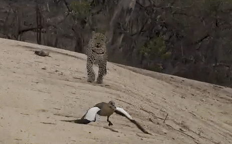 Video: Ngỗng giả vờ 