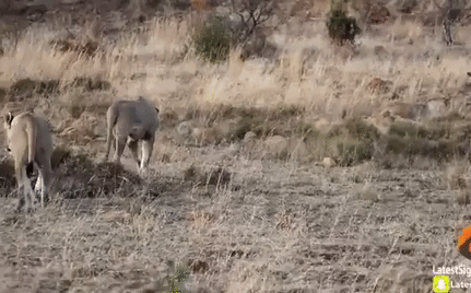 Video: 2 con sư tử đực bị đuổi khỏi bầy sau khi săn được ngựa vằn