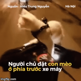 Video: Chủ đèo mèo