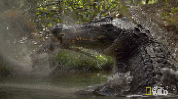 Video: Đi săn vịt, 2 ông cháu hoảng hồn phát hiện sát thủ đầm lầy