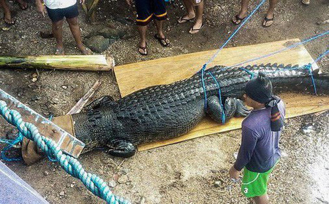 Video: Bẫy được cá sấu khổng lồ nghi ăn thịt một ngư dân