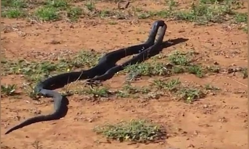 Video: Rắn đen ngoạm đầu đồng loại rồi lôi đi để ăn thịt