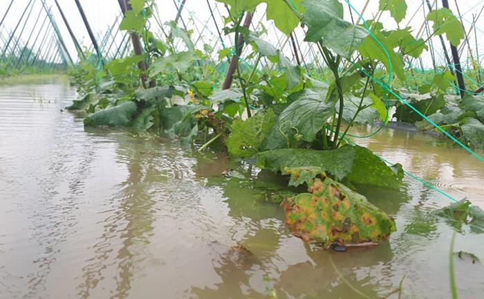 Rau xanh ở Đà Nẵng “đội giá” chóng mặt sau trận mưa ngập lịch sử