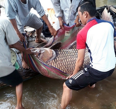 Tin tức thời sự 24h mới nhất ngày 11/12/2018: Ngư dân bắt được cá hô nặng 125 kg trên sông Tiền