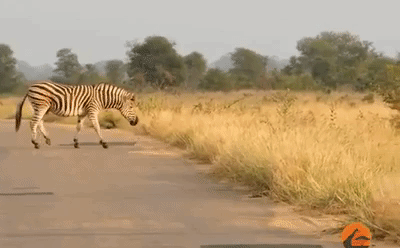 Video: Ngựa vằn thoát chết trong gang tấc nhờ phản xạ nhanh nhẹn