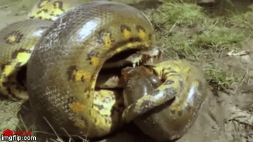 Video: Trận chiến sinh tử giữa trăn khổng lồ và cá sấu hung dữ