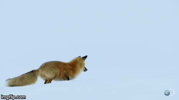 Kỳ cục: Video cáo đỏ cực Bắc bật nhảy rồi cắm đầu xuống tuyết để săn mồi