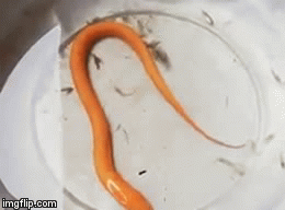 Video: Anh nông dân bắt được lươn vàng óng, được trả giá 75 triệu chưa bán