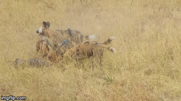 Video: Rùng mình cảnh đàn chó hoang hung hãn xé xác lợn rừng