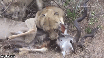 Video: Linh dương chết thảm dưới nanh vuốt đàn sư tử hung hãn